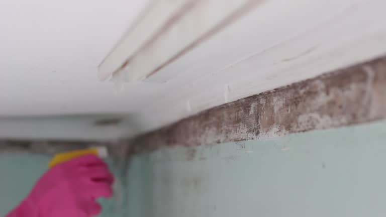 Best Mold Prevention Services  in Patterson Tract, CA