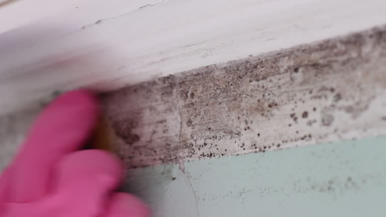 Best Attic Mold Removal  in Patterson Tract, CA